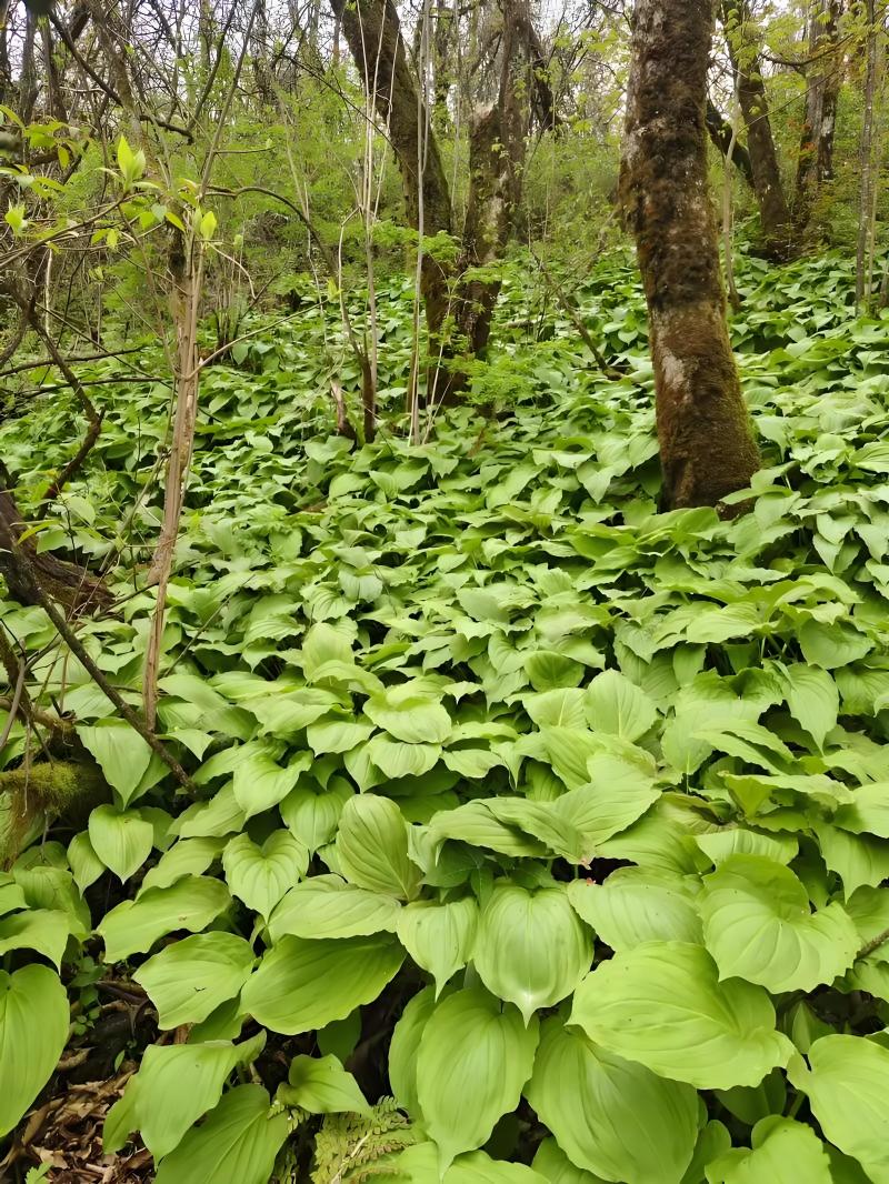 海拔3500米以上的纯正山野菜