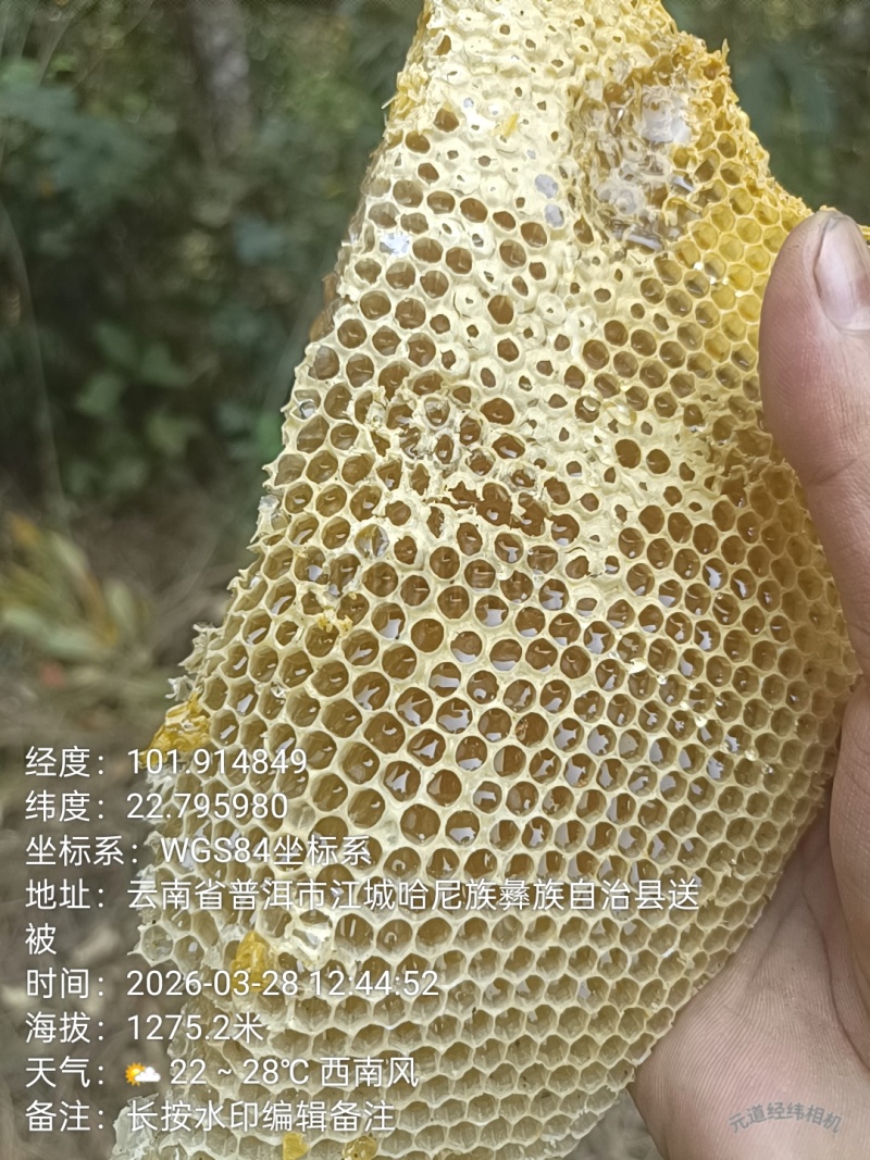 树洞蜂蜜