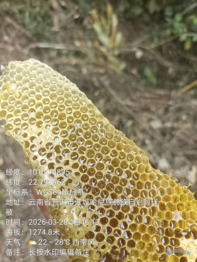 树洞蜂蜜