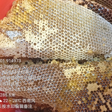 树洞蜂蜜