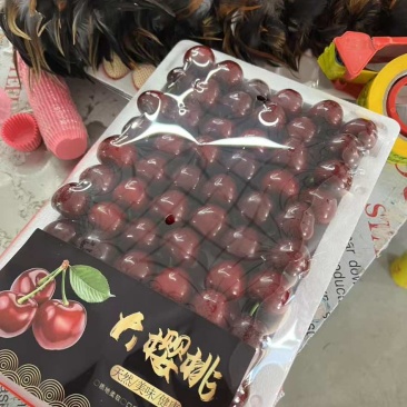 山东美早大樱桃