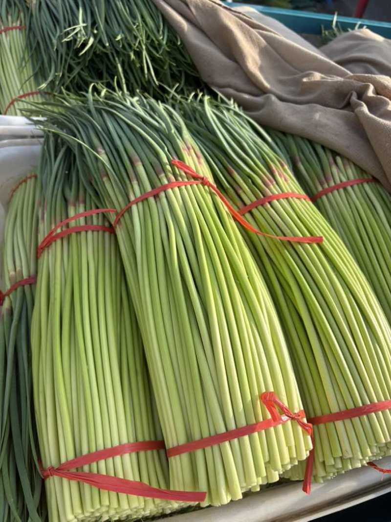 红帽蒜苔，大量上市，需要的联系了