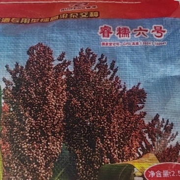 睿糯6号高梁种