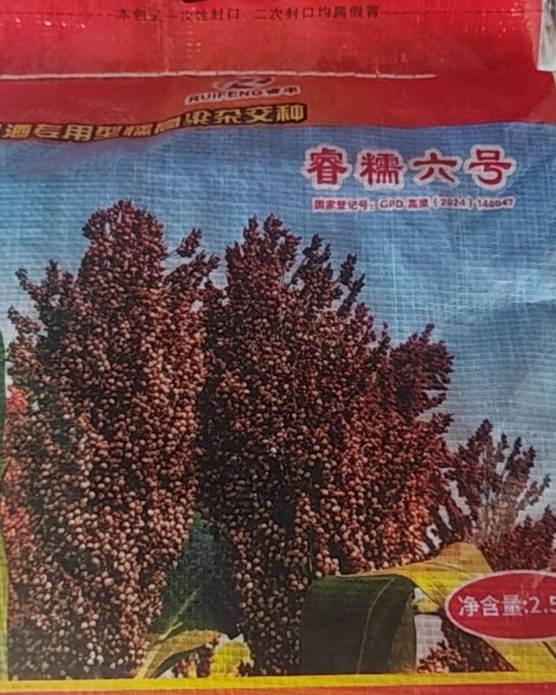 睿糯6号高梁种
