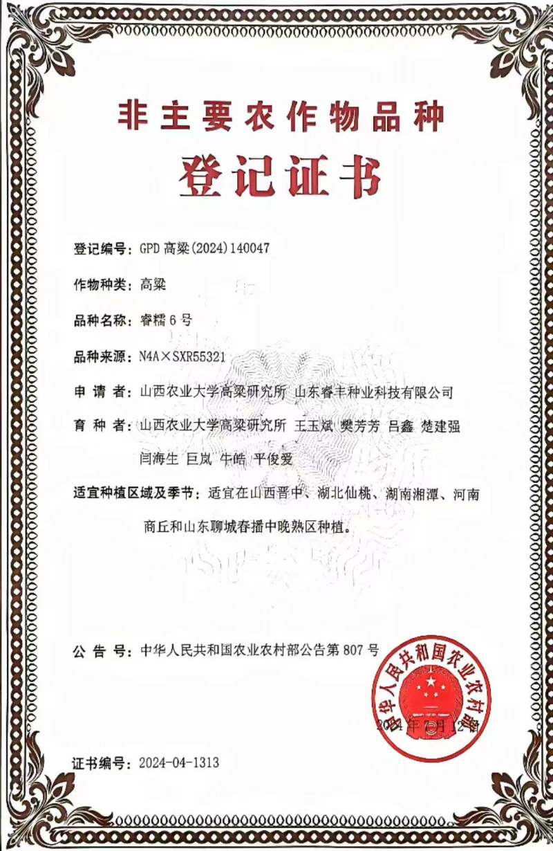 睿糯6号高梁种