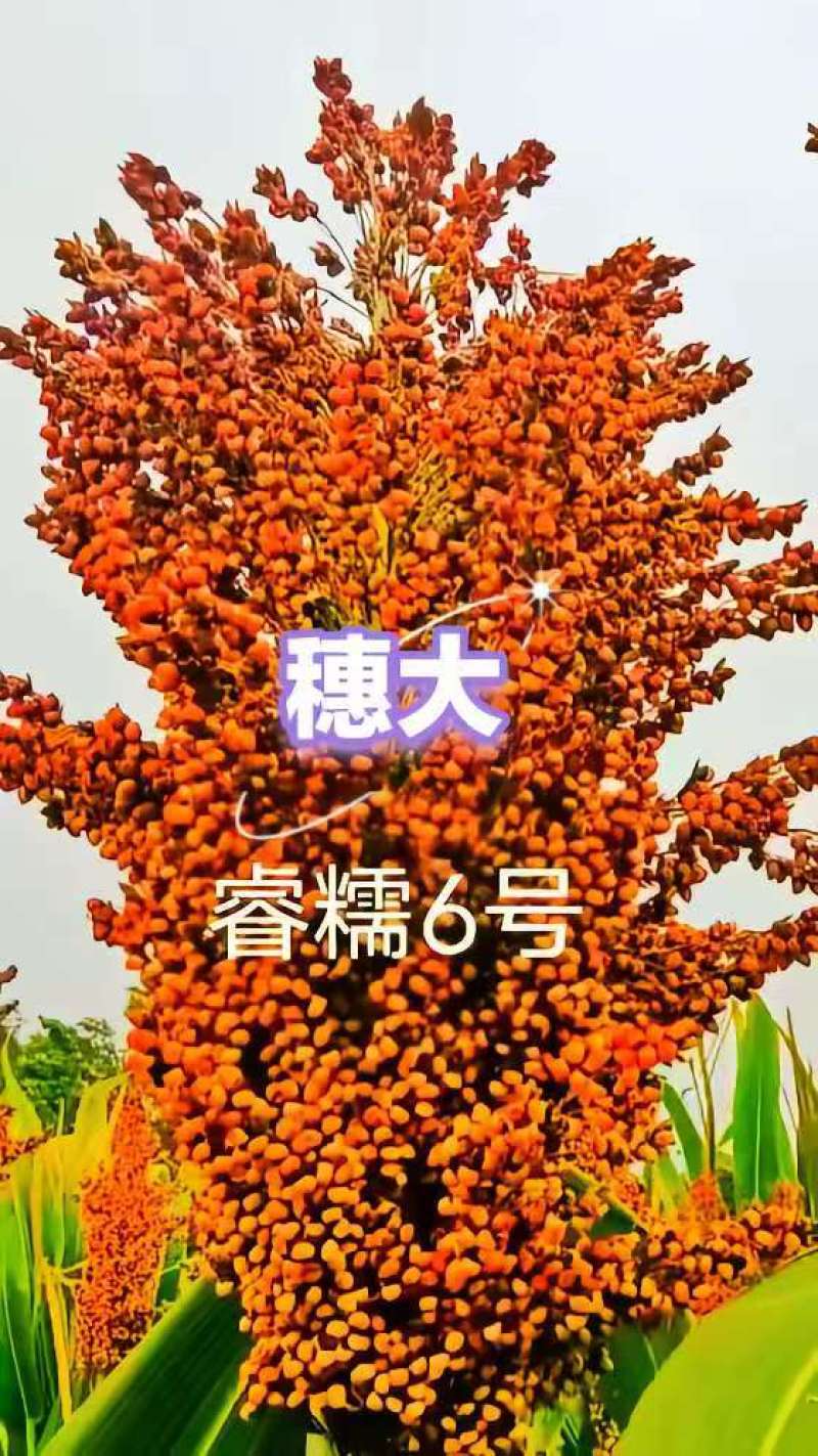 睿糯6号高梁种