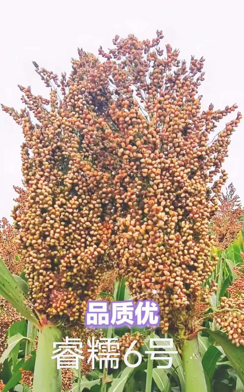 睿糯6号高梁种