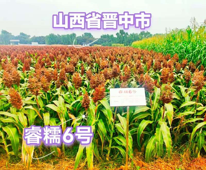 睿糯6号高梁种