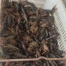 霍山小龙虾