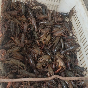 霍山小龙虾