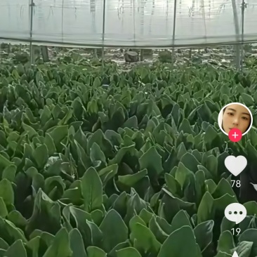 菠菜