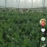 菠菜