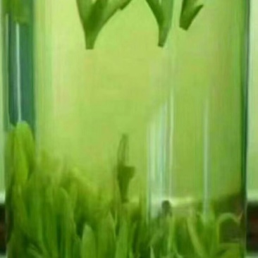 信阳毛尖高山茶