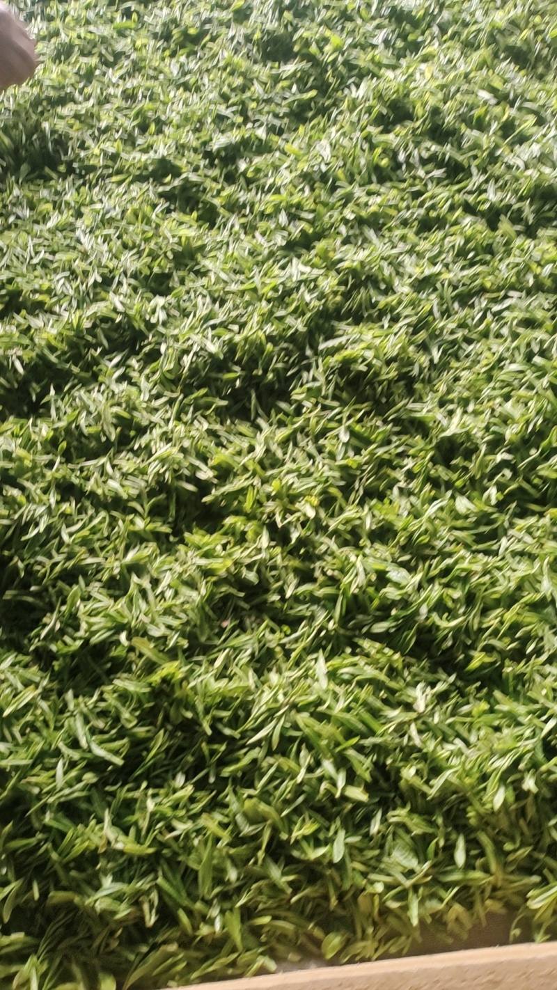 信阳毛尖高山茶