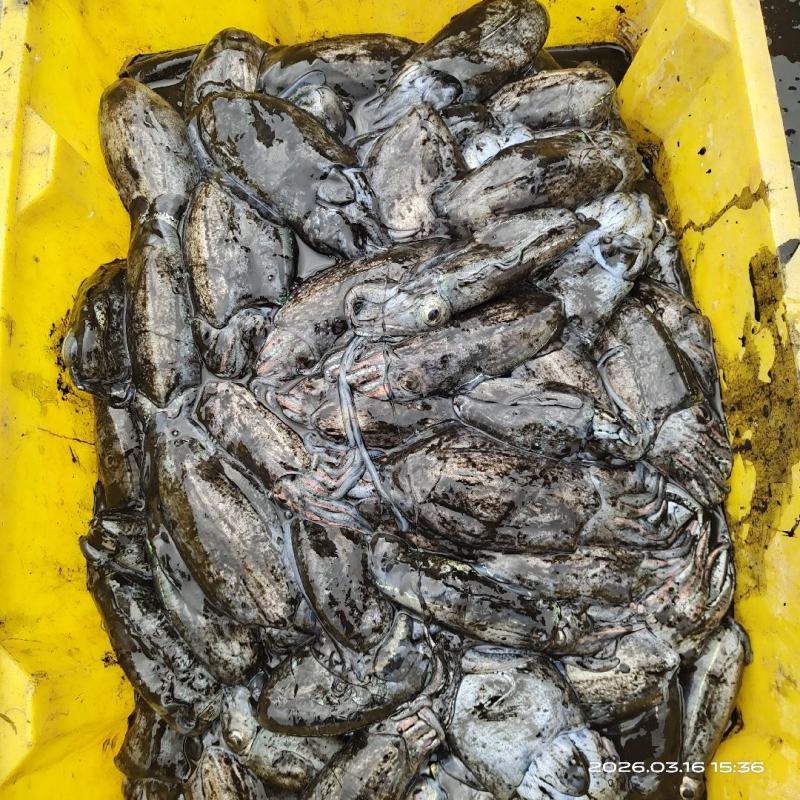 监海批发墨鱼乌贼各摊位客商提前定购统货