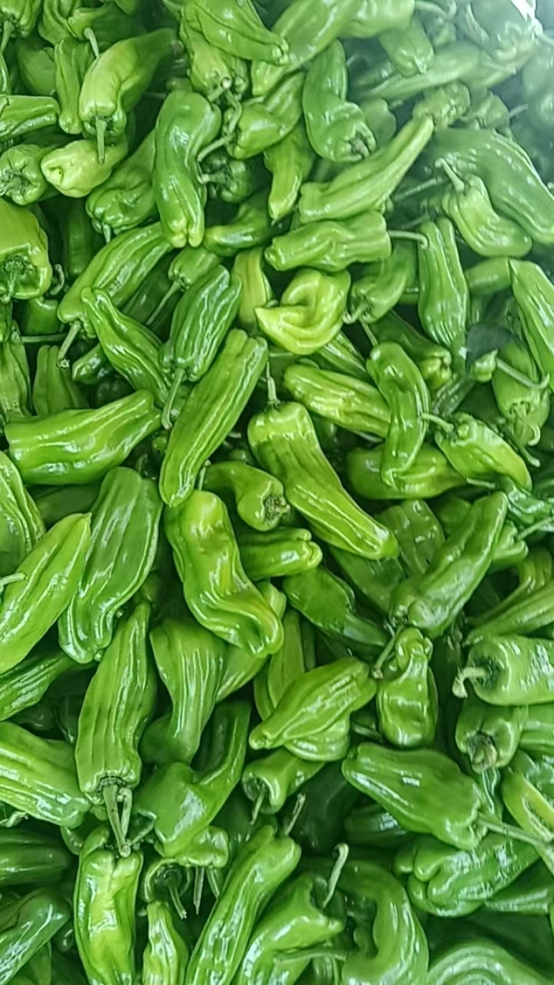 薄皮青椒，苏椒，性价比高，欢迎咨询