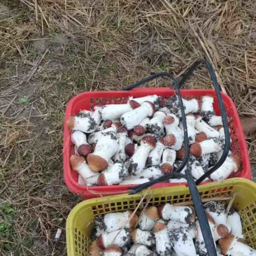 自己种的大球盖菇找不到销路，欢迎老板前来采购