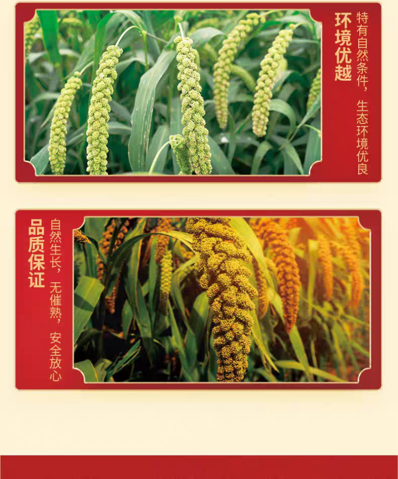 东北黄小米电商一件代发