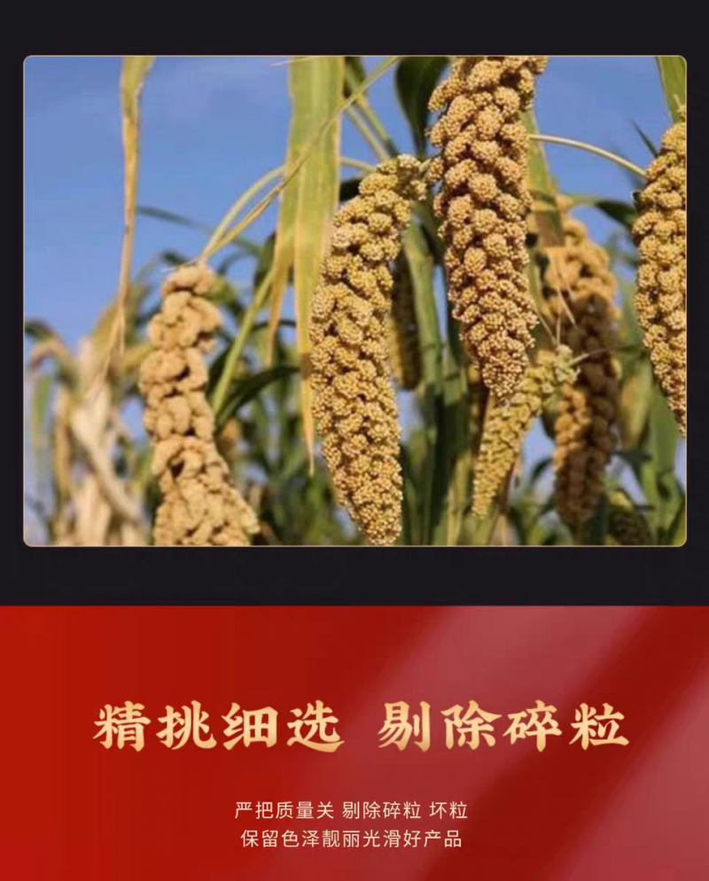 东北黄小米电商一件代发