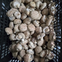 精品香菇花菇