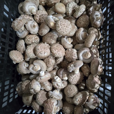 精品香菇花菇