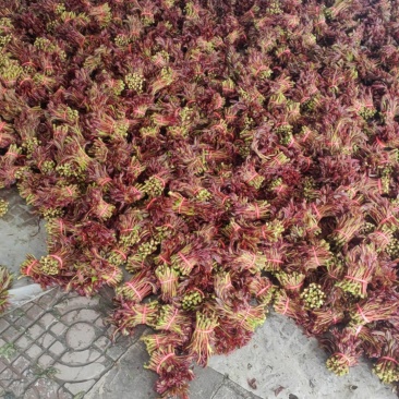 香椿芽