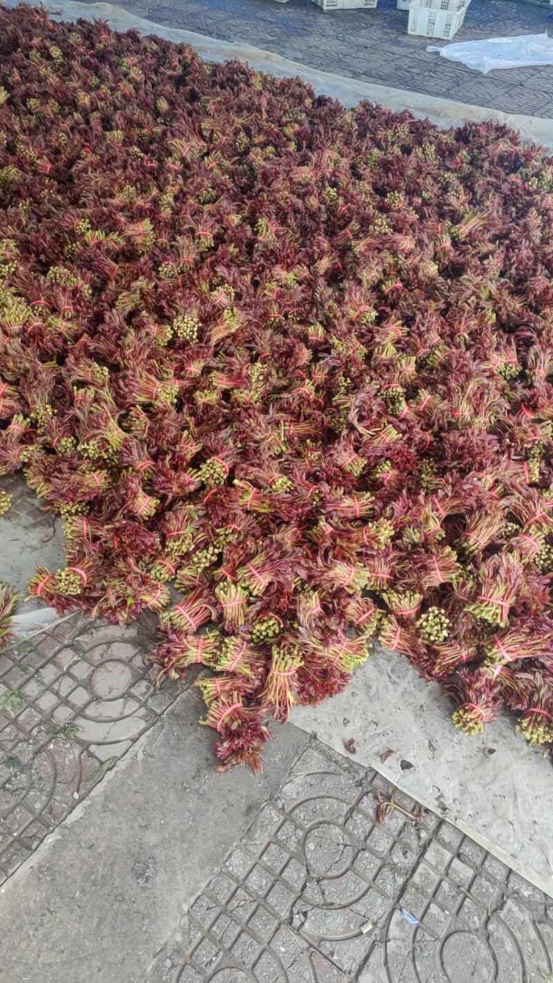 香椿芽