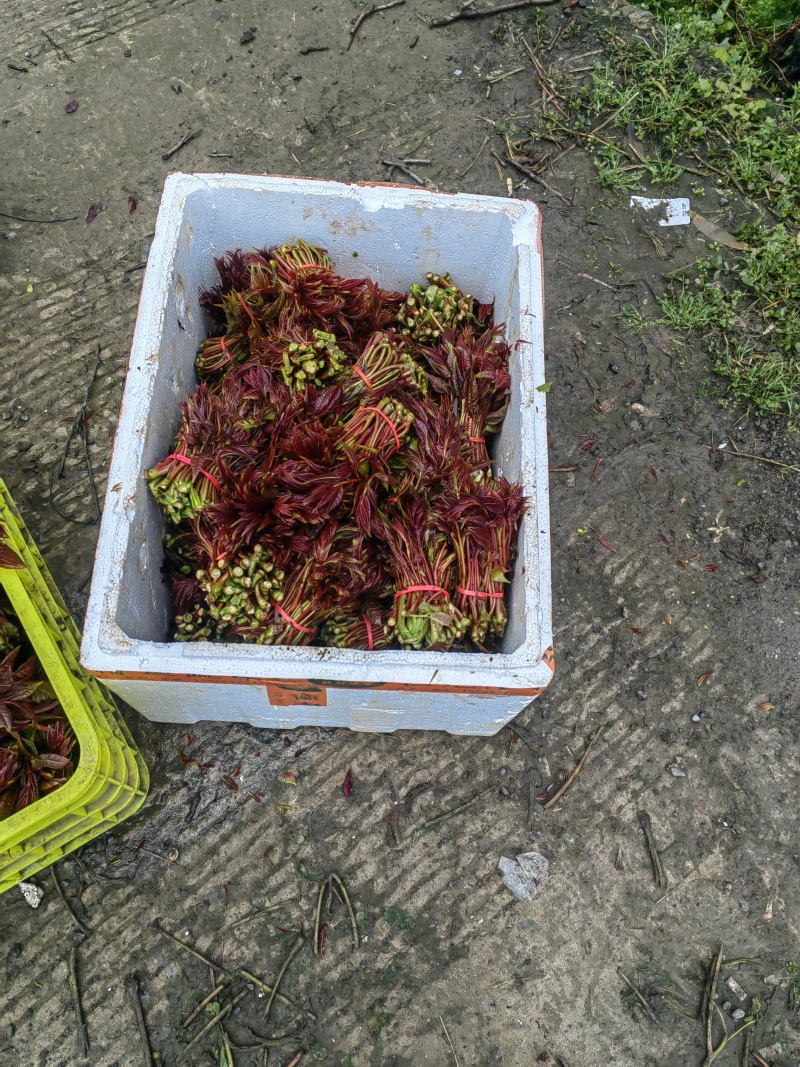 香椿芽