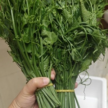 龙须菜0.9斤一捆