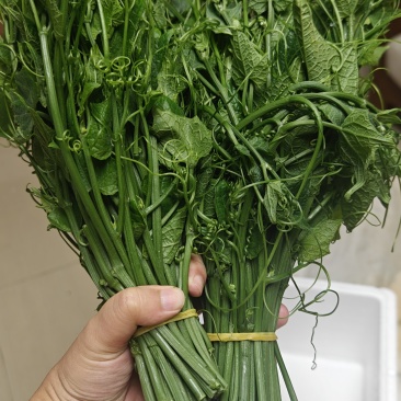 龙须菜0.9斤一捆