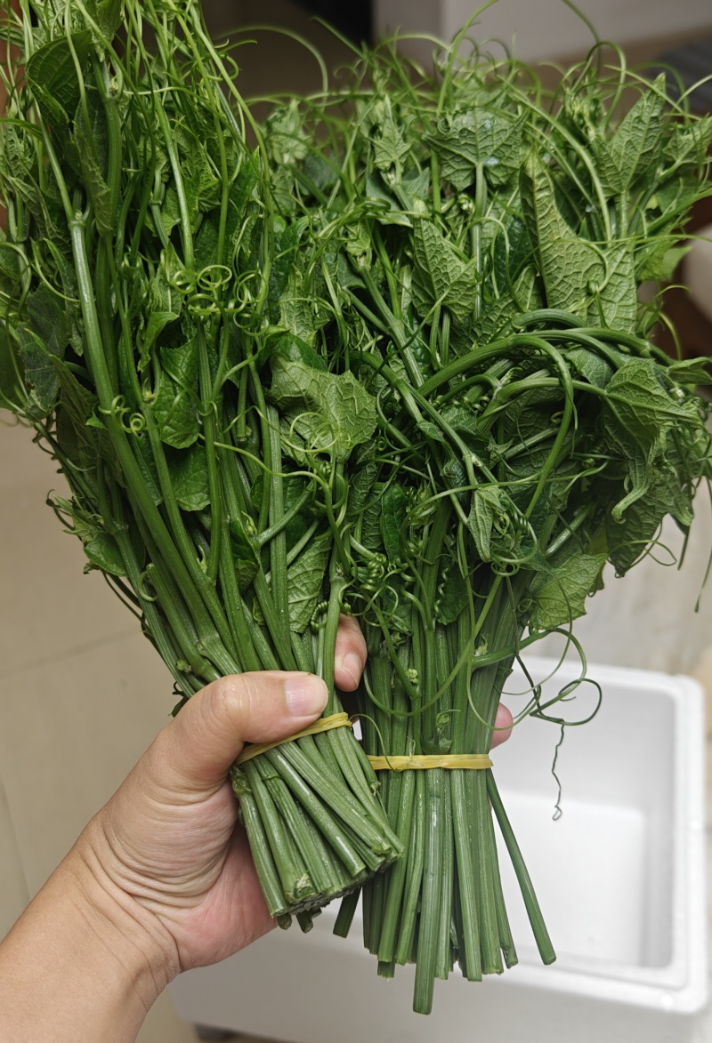 龙须菜0.9斤一捆