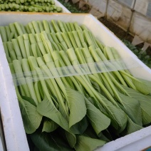 你们需要的好质量菜心上市了，需要的可以找我下单了