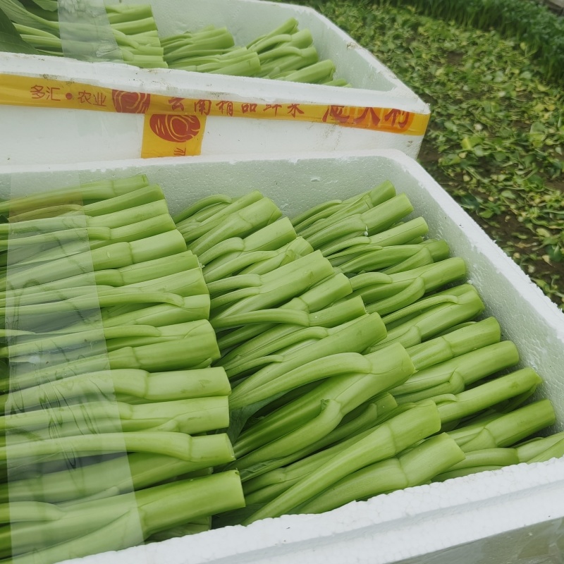 你们需要的好质量菜心上市了，需要的可以找我下单了