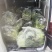 你们需要的好质量菜心上市了，需要的可以找我下单了