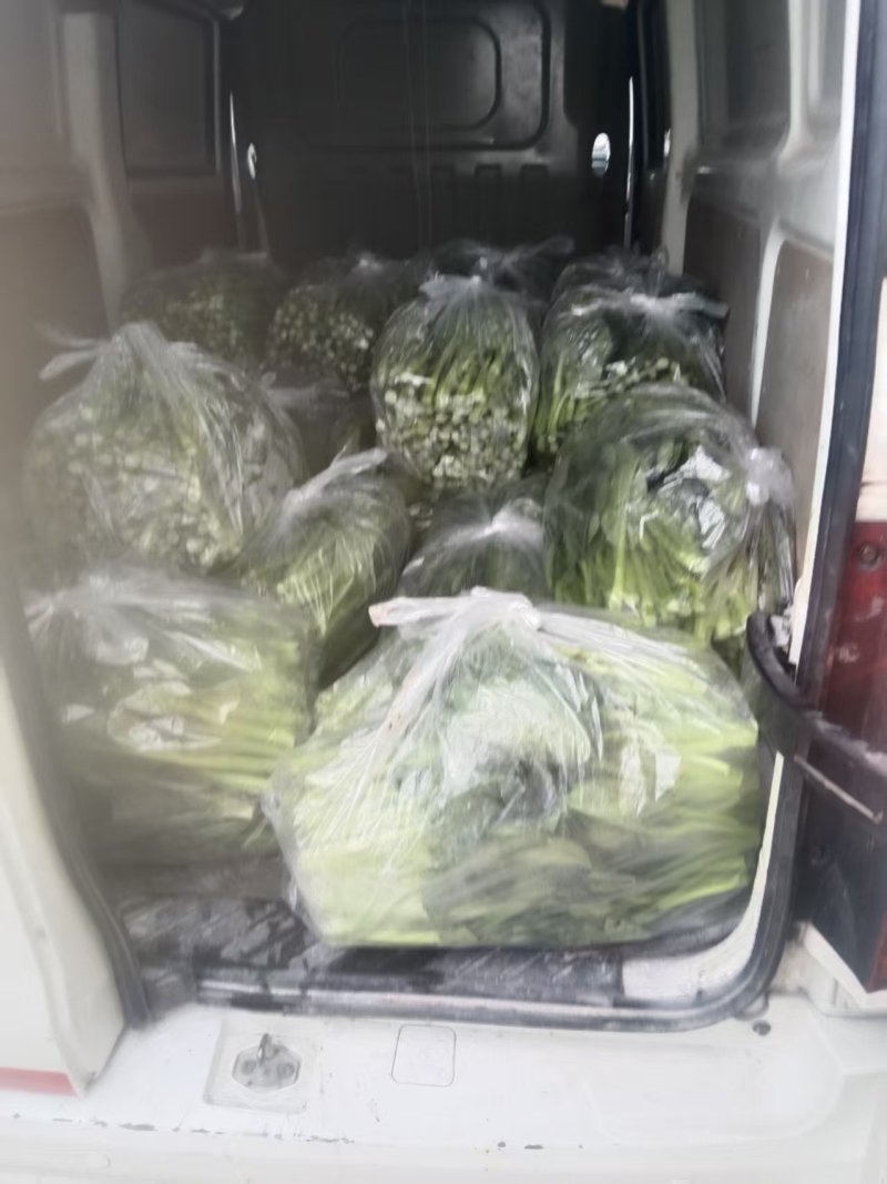 你们需要的好质量菜心上市了，需要的可以找我下单了