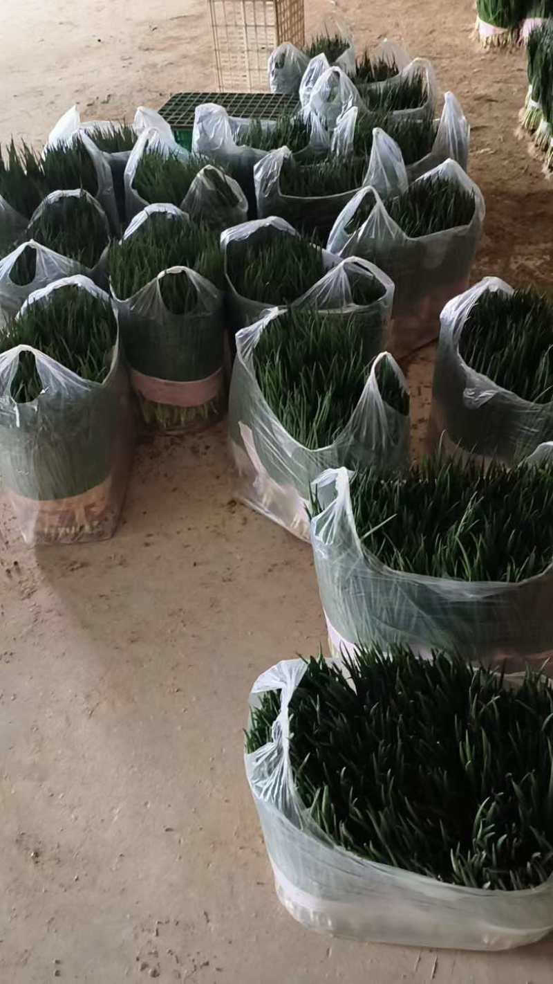 小葱干葱