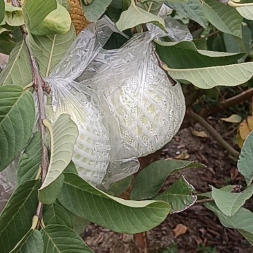 芭乐番石榴