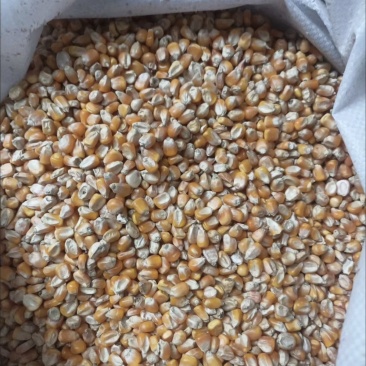 自家种植玉米，有一千斤