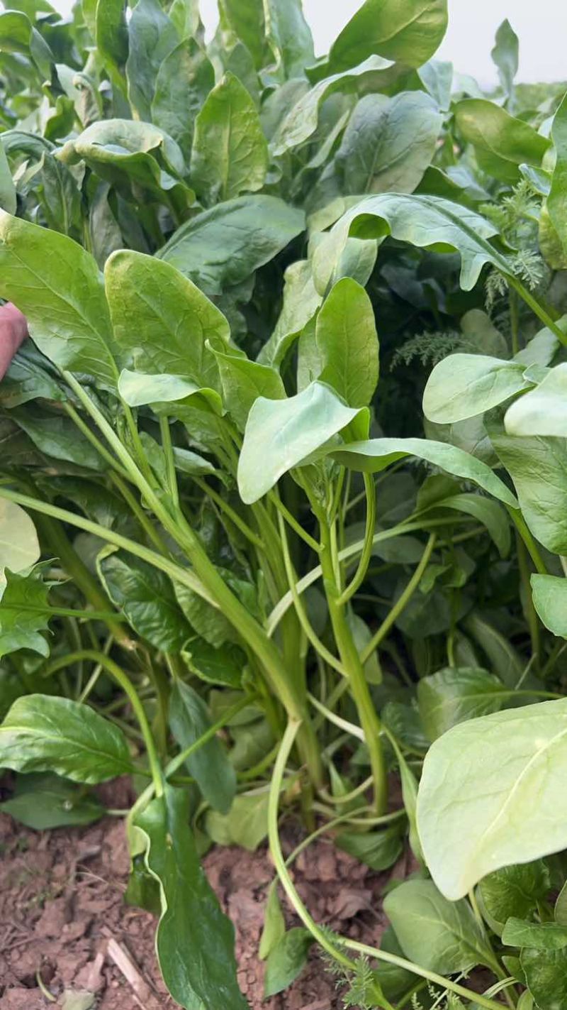 高杆菠菜，不是大叶菠菜。
