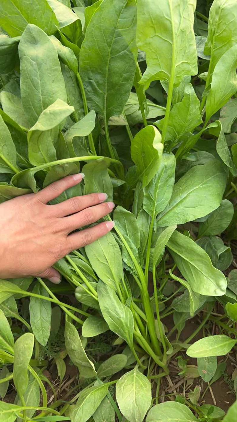 高杆菠菜，不是大叶菠菜。