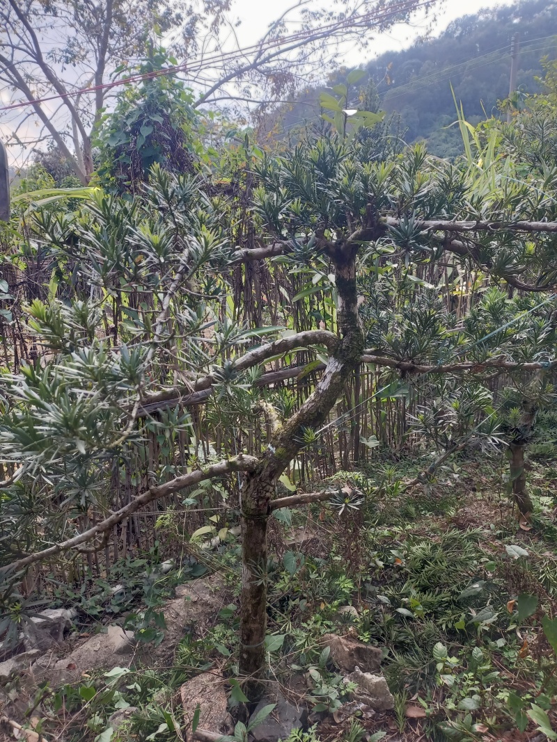 罗汉松