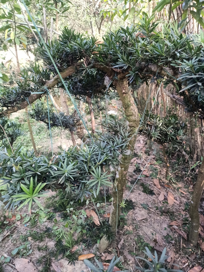 罗汉松