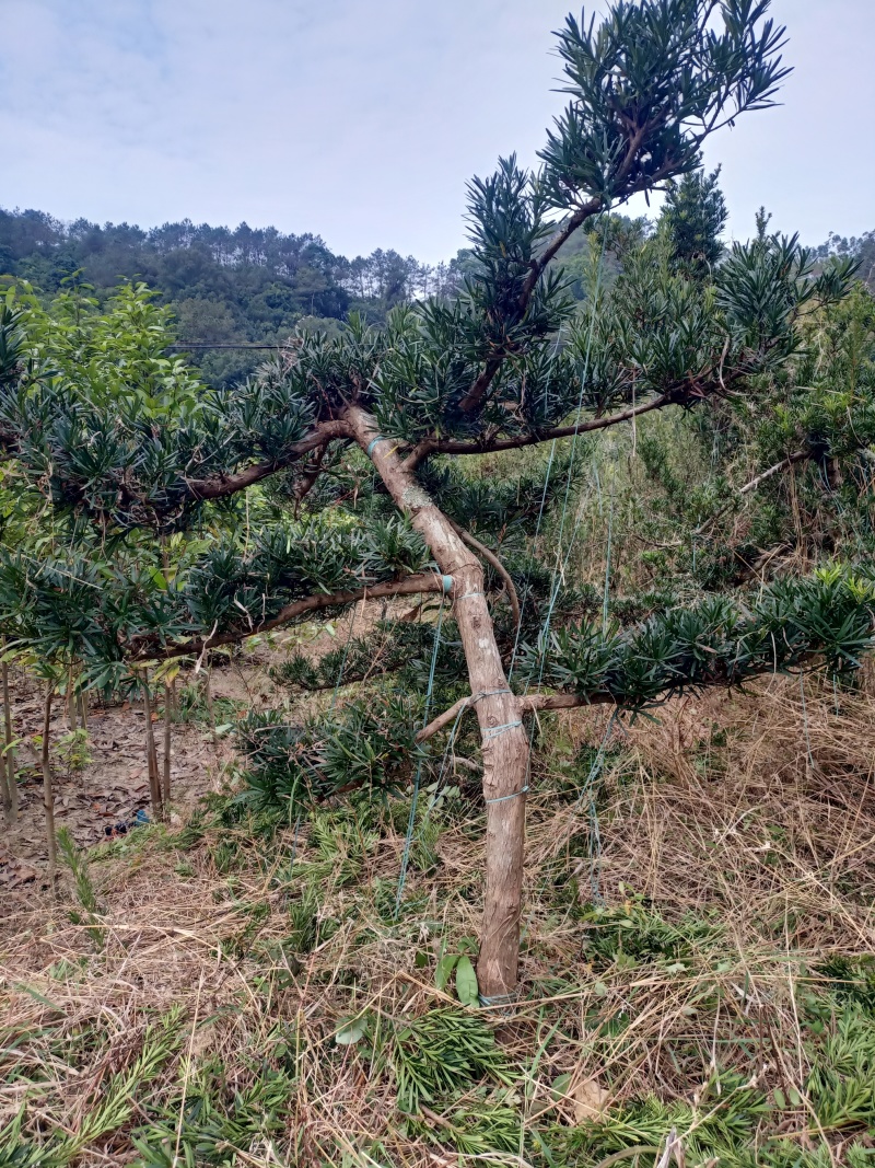 罗汉松