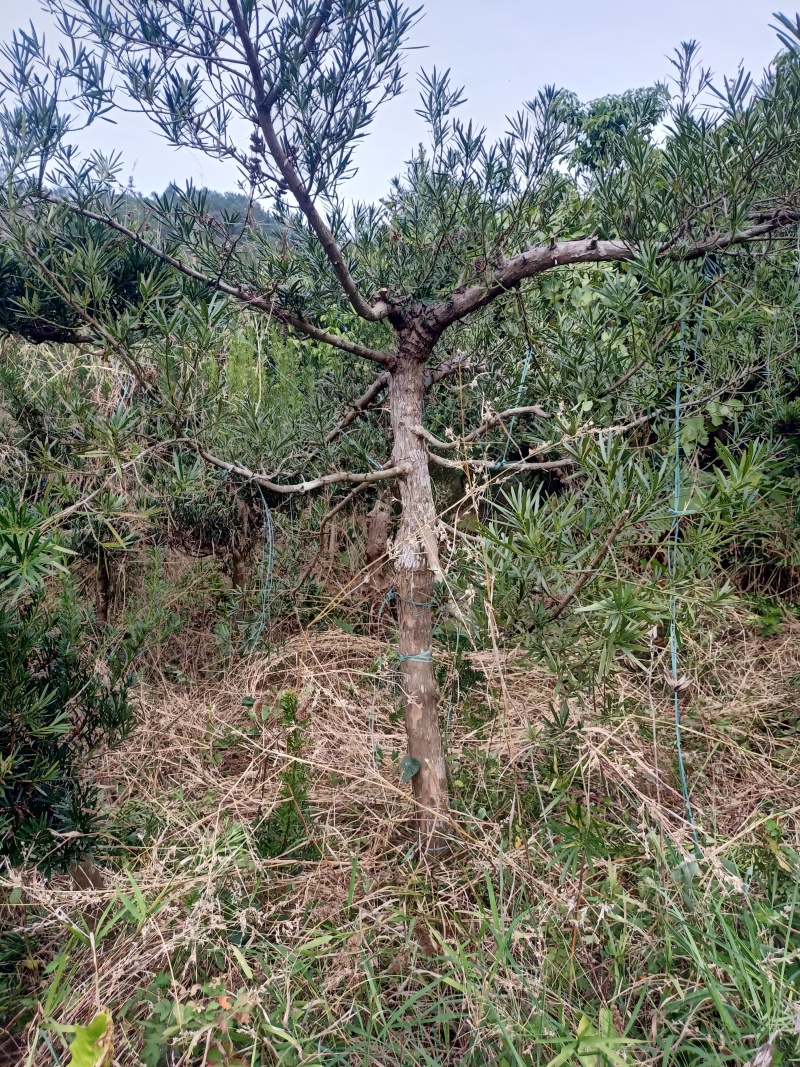 罗汉松
