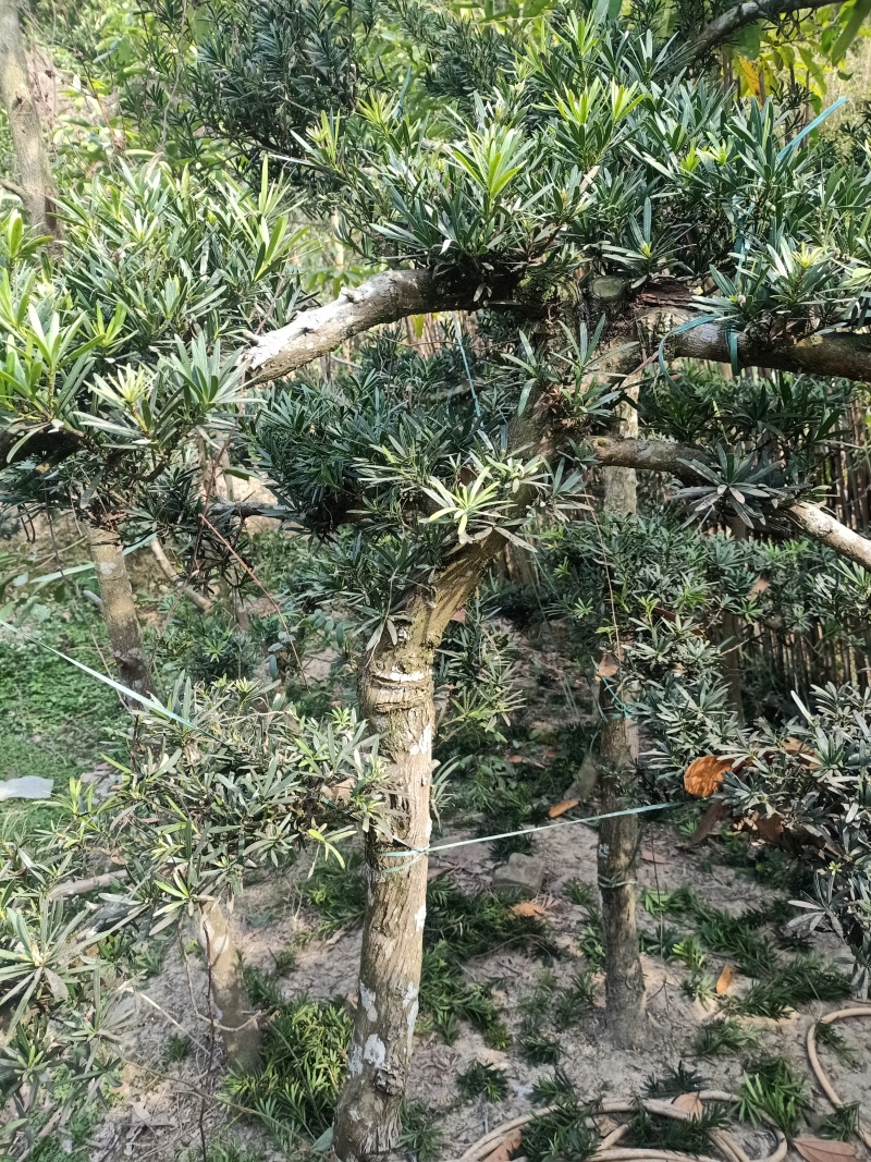 罗汉松