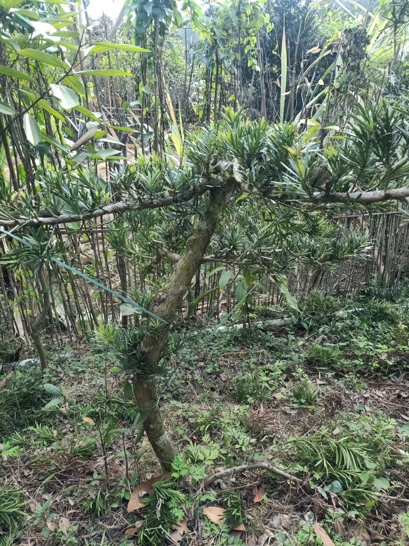 罗汉松