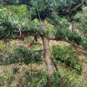 罗汉松