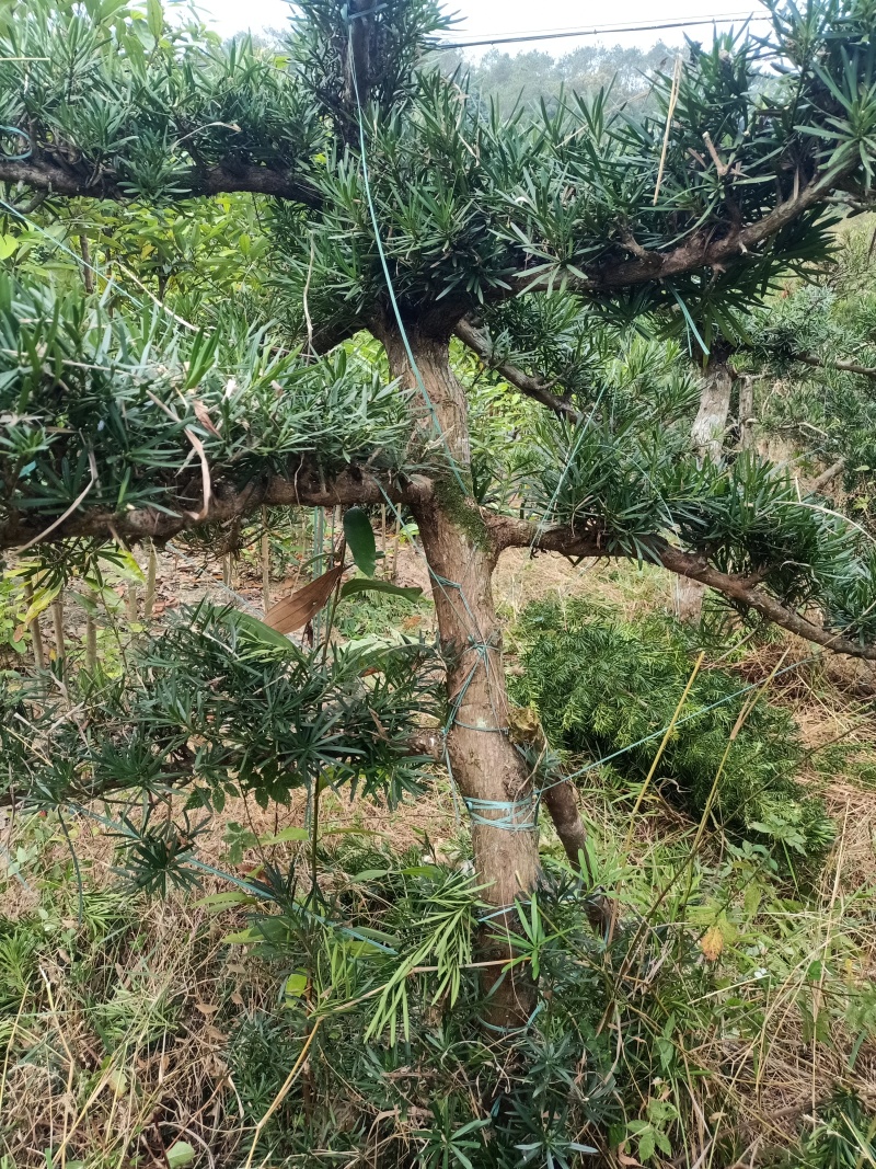 罗汉松