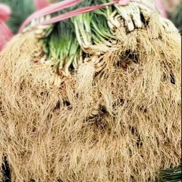 东莞小葱