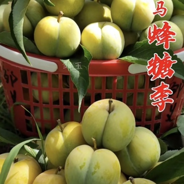 六马蜂糖李